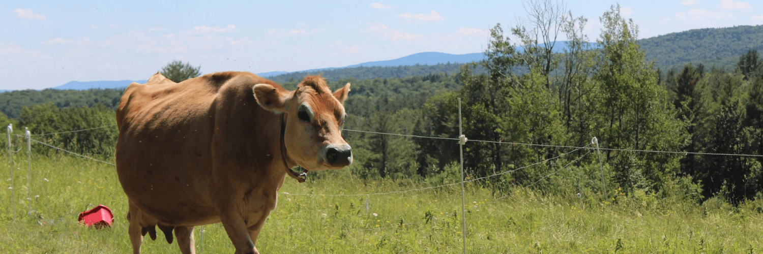 Meadows Bee Farm