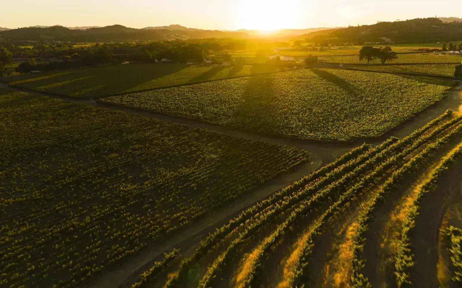 lowering the toxic load from food drugs pesticides and vaccines 1